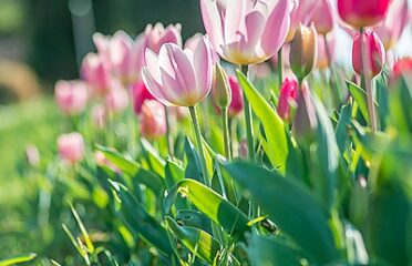 PARCO GIARIDNO SIGURTA’