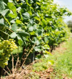 B & B AFFITTACAMERE CHESINI