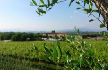 B & B AGR LE CALDANE